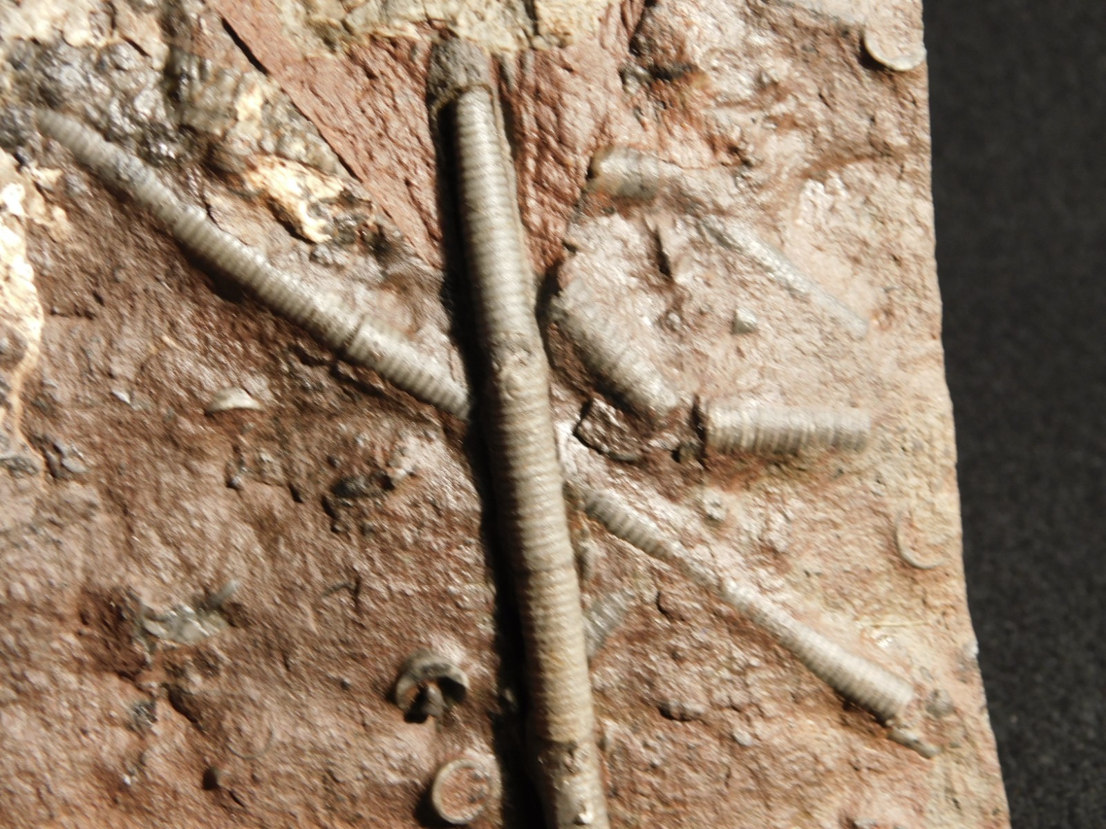 430 Million Year Old! CRINOID Fossil or Sea LILY Fossil Morocco 505gr