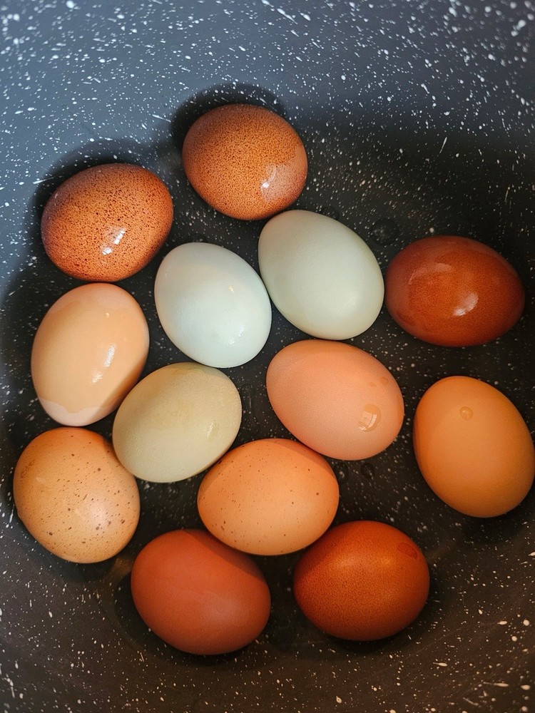 12 Rainbow Egger Hatching Eggs -Colorful Chicks + Eggs🌈 Rare Breed Chickens