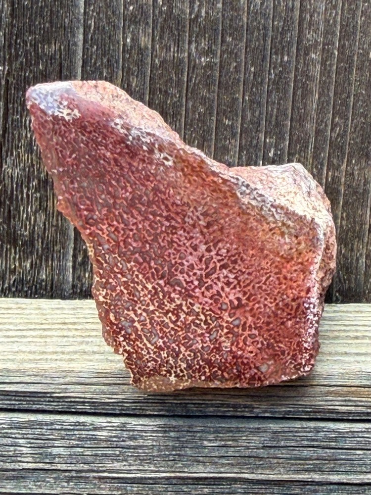 Dinosaur Gem Bone Polished Fossil Display