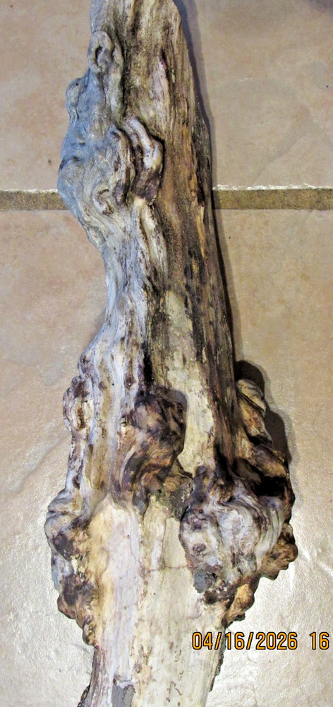 Maple Tree Knot for Decorating or Carving