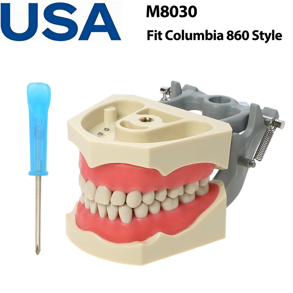 US Columbia Dentoform 860 Type Dental Typodont Model 32Pcs Teeth Mounting Pole