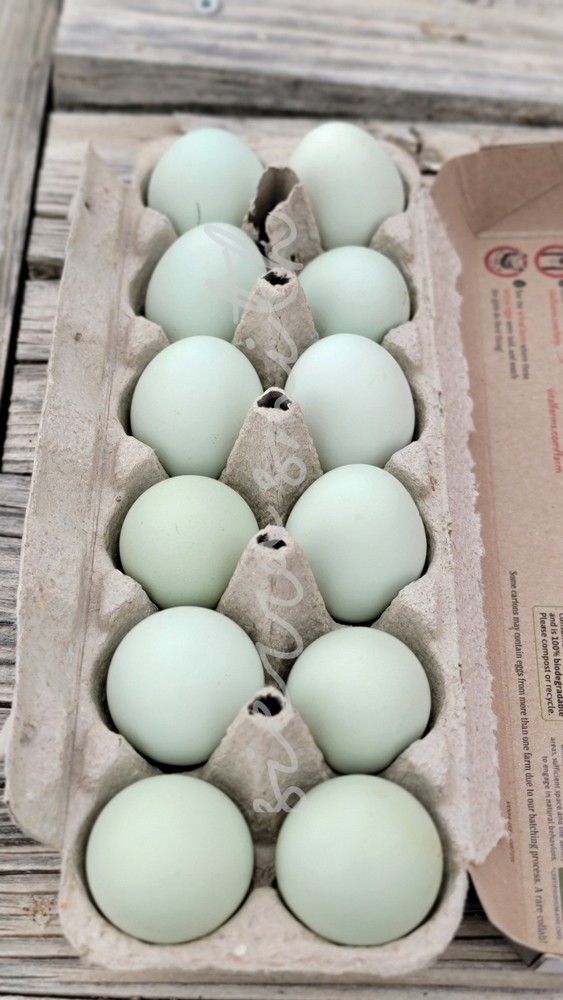 🥚✨ Ermine Ameraucana Hatching Eggs – 1 dozen ✨🥚