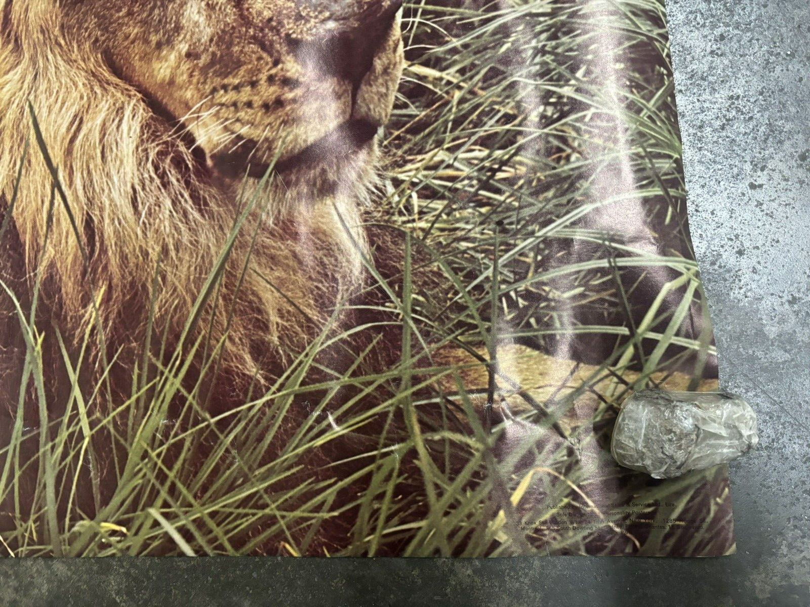 Girl with lion 1970's vintage Poster hot girl C2538