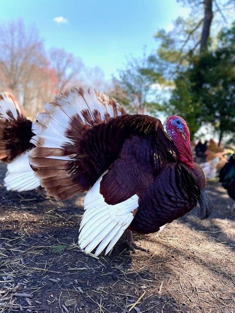 6 Bourbon Red Turkey Hatching Eggs