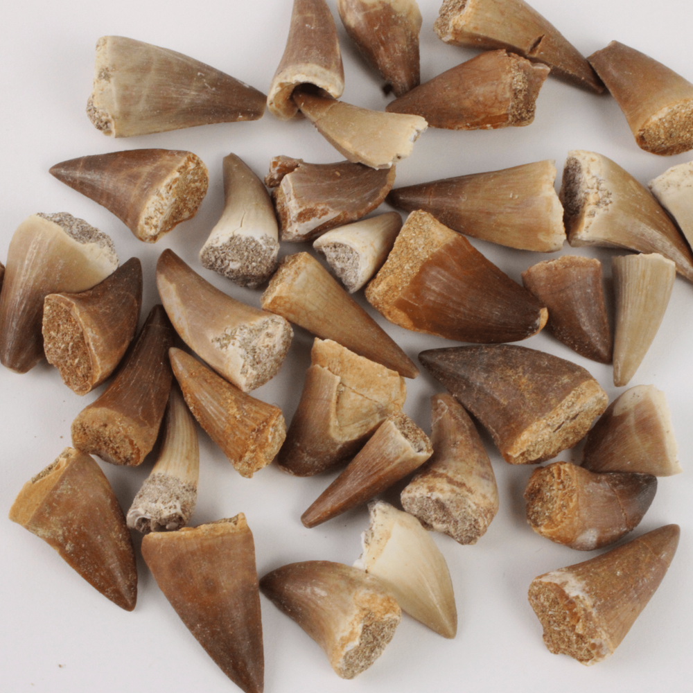 Mosasaur Tooth - With Beautiful Display Case