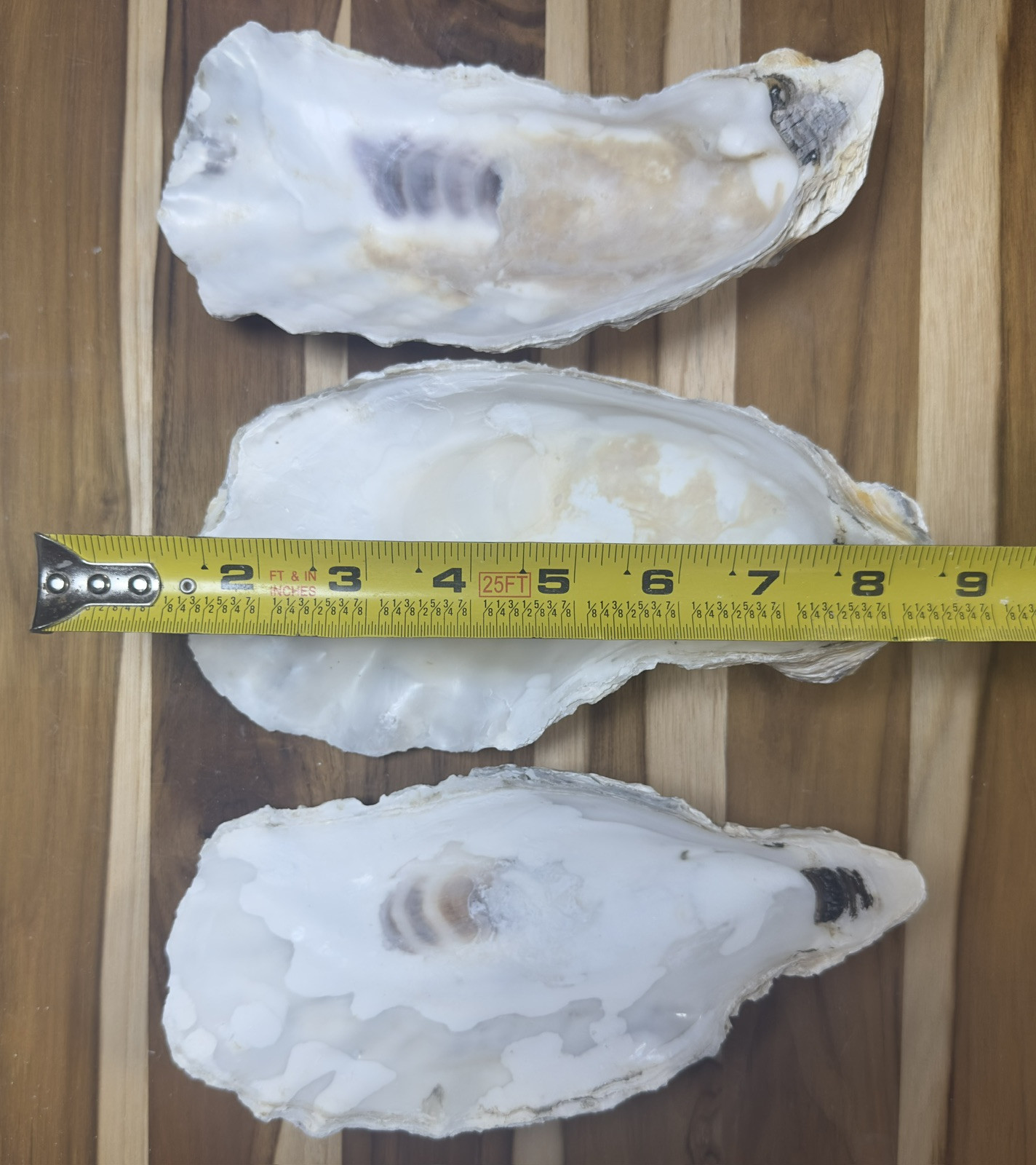 12 Oyster Shells Cup Side 7-9” Bulk Clean No Smell Art Jewelry Dish