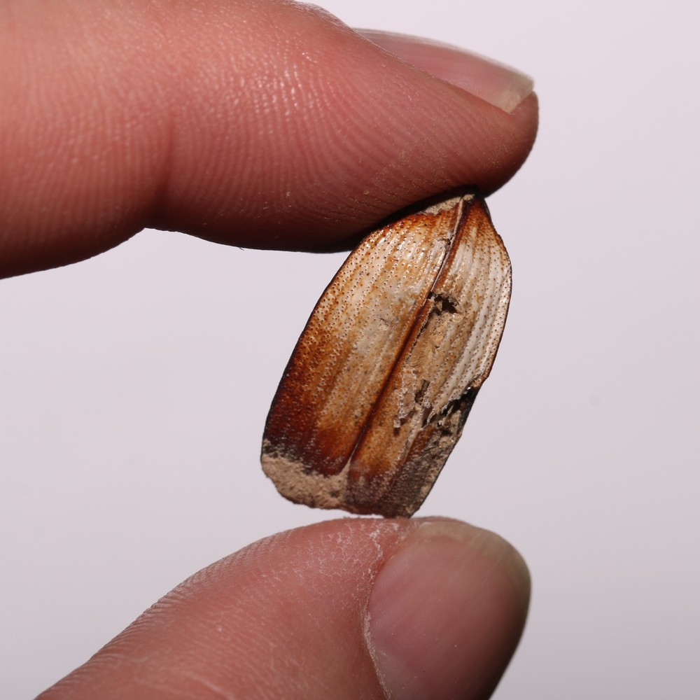 Beetle Shell Shed - Hell Creek Formation Cretaceous Beautiful Specimen