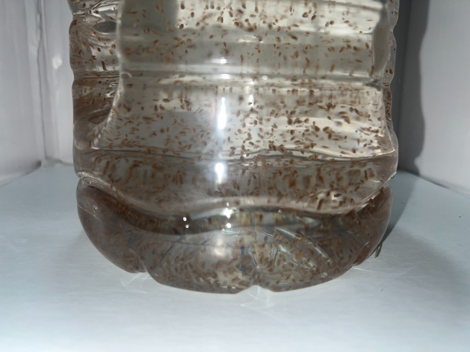 2500 Daphnia Magna (Clean Indoor Culture) Buy 2 get 1 free!