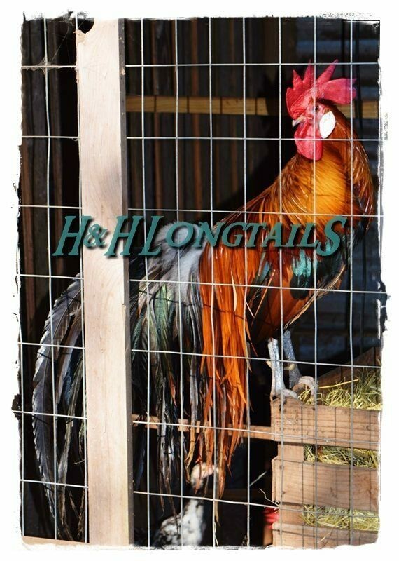 6+ Assorted color Phoenix longtail Chicken hatching eggs L@@K!