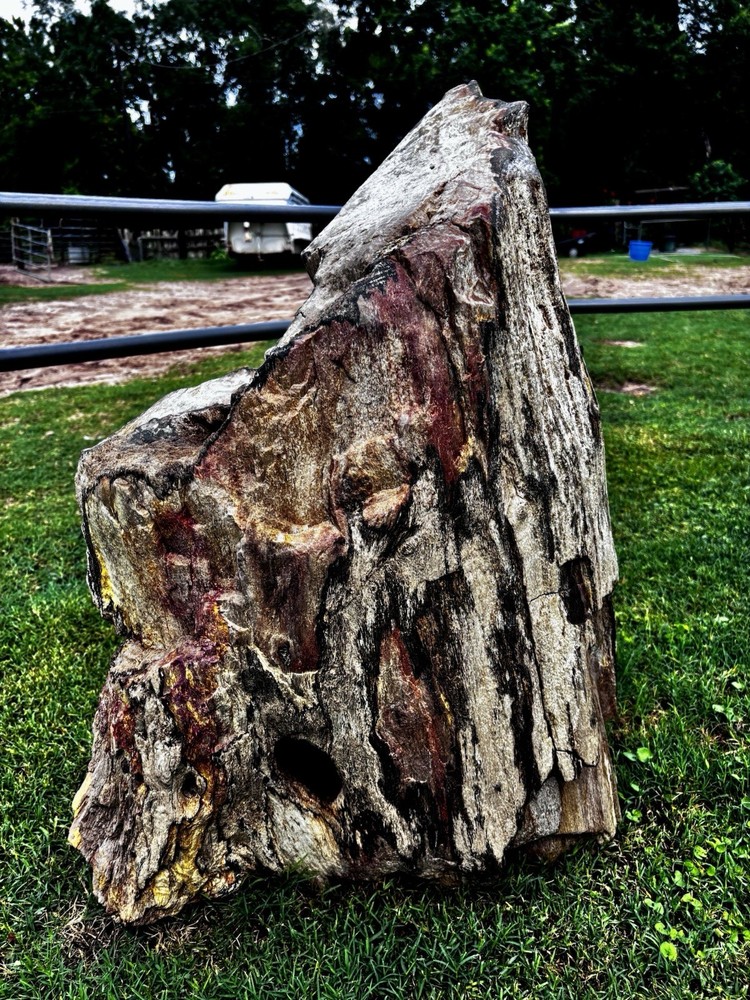 Large Petrified Wood Log