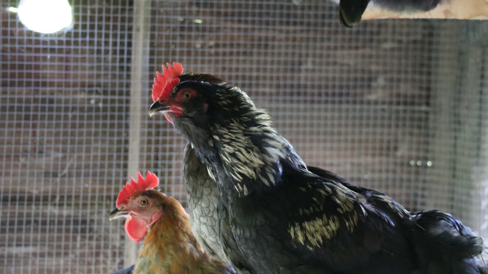 5+ F2 - F4 Olive Egger Hatching Eggs | Fast Free Shipping | TN NPIP CERTIFIED