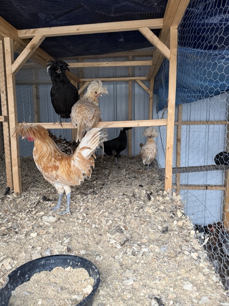 Chicken Hatching Eggs mixed breeds- 12+