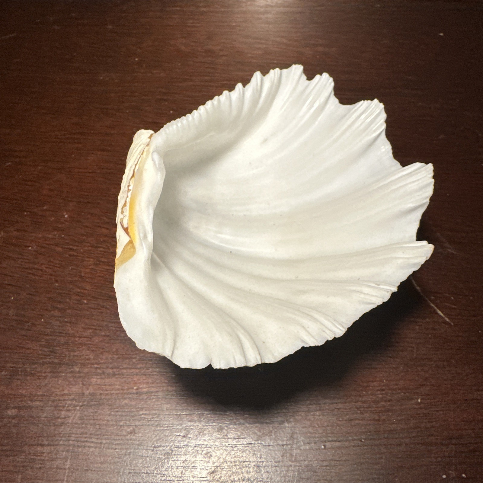 Large Decorative White Fluted Clam Shell 7 X 5.5 x 2