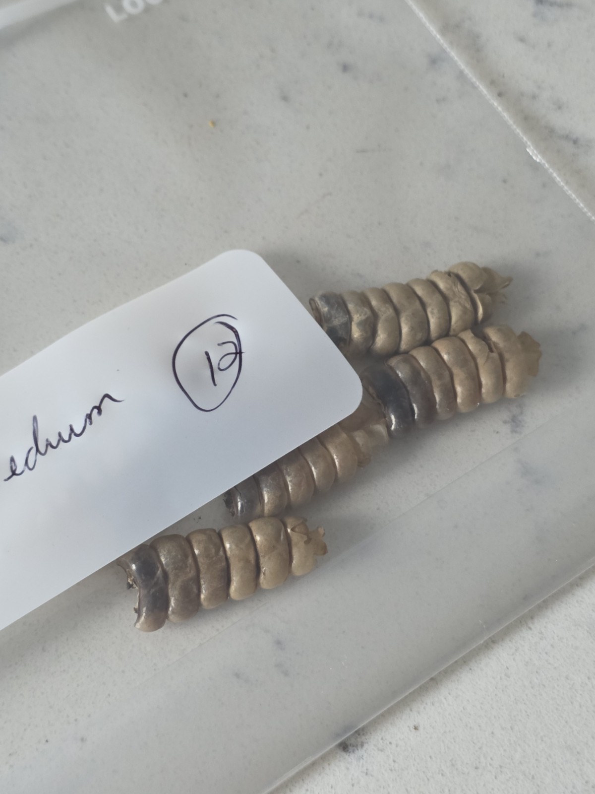 6 Medium Rattlesnake Rattles Taxidermy Diamondback Sidewinder