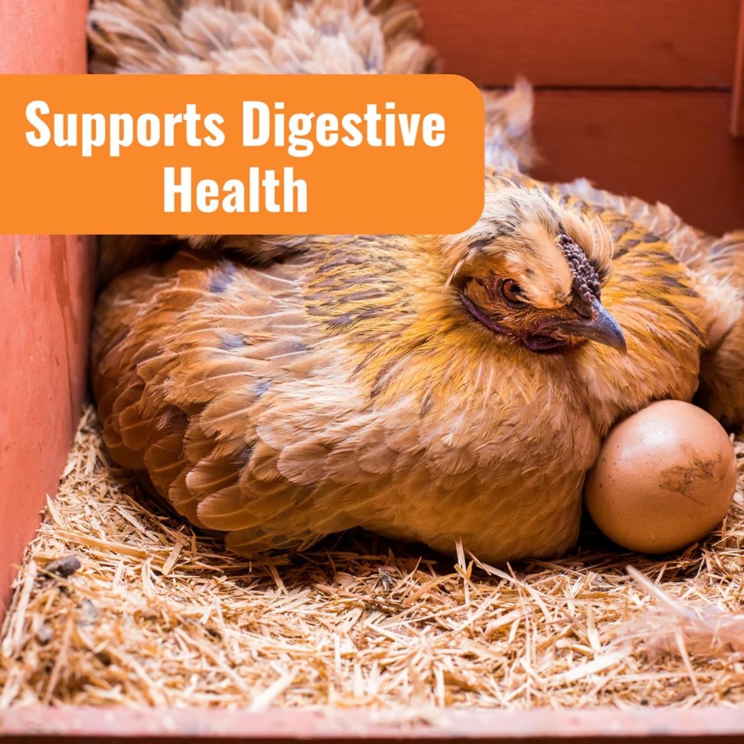 WormStop Natural Chicken Dewormer Powder – All-Natural Herbal Blend for Daily