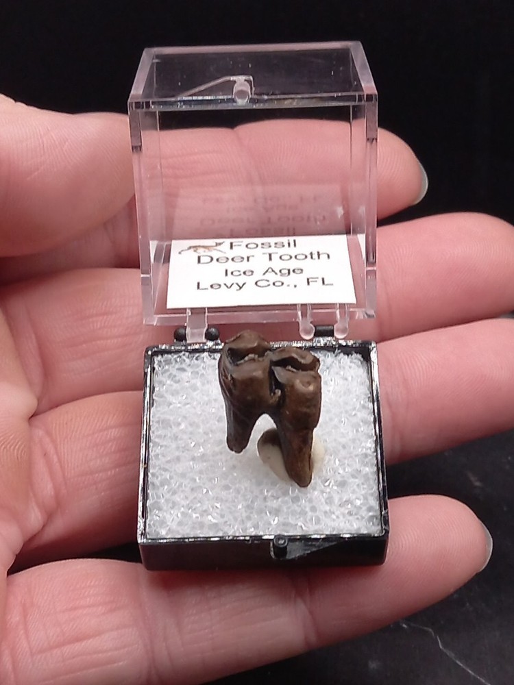 Deer Tooth Ice Age Fossil Florida