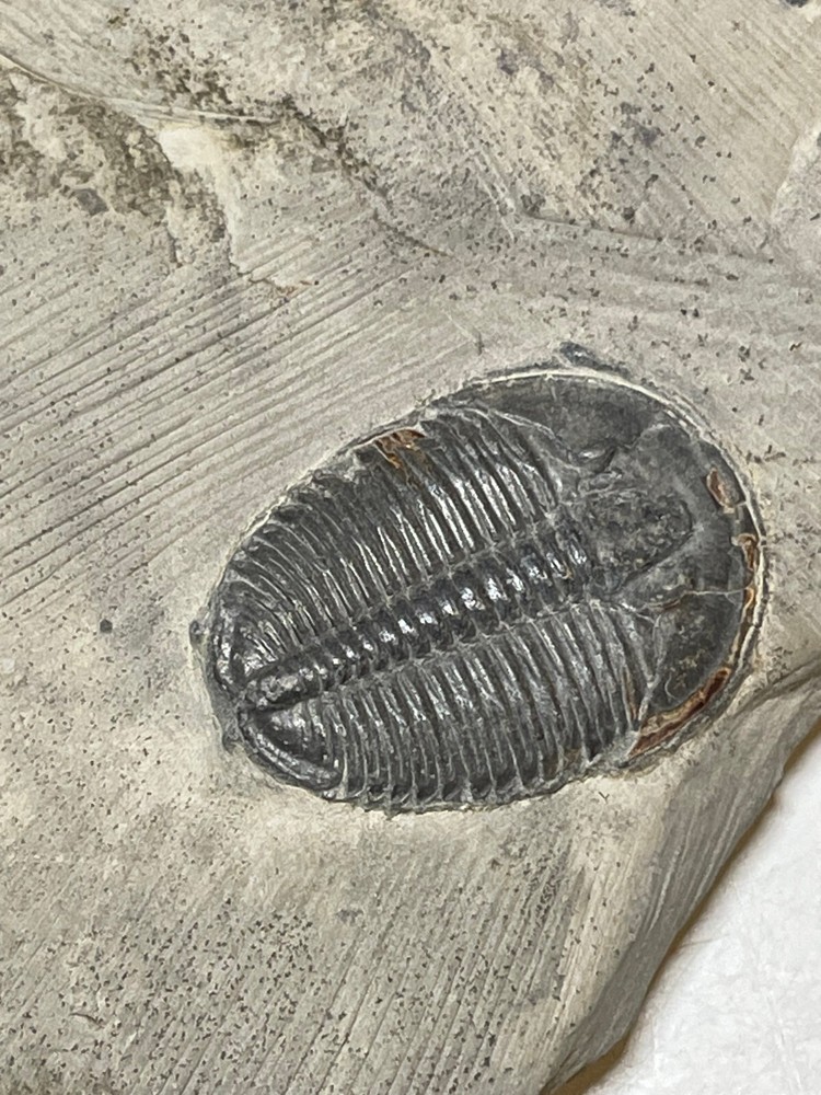 ELRATHIA TRILOBITE FOSSIL ON MATRIX