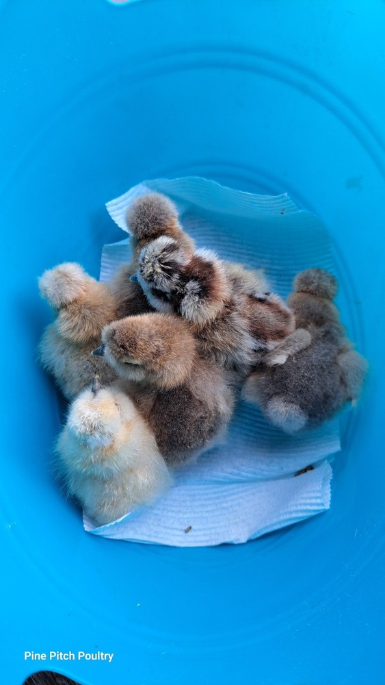 DISCOUNT!! Silkie Hatching Eggs Npip. READ DESCRIPTION!!!
