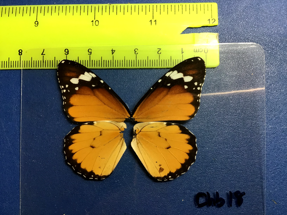 CHB 18 A+/A Danus chrysippus FEMALE