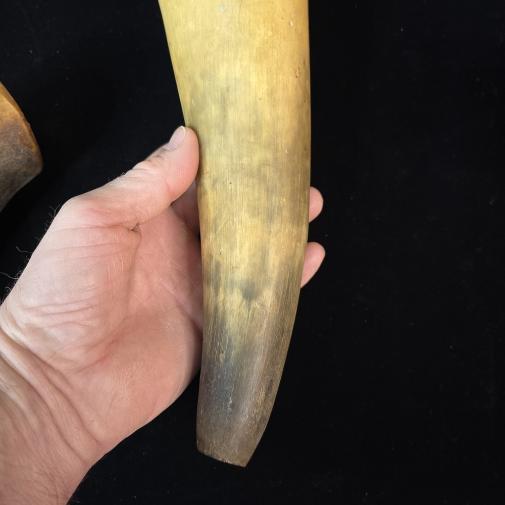 Antique Powder Horns