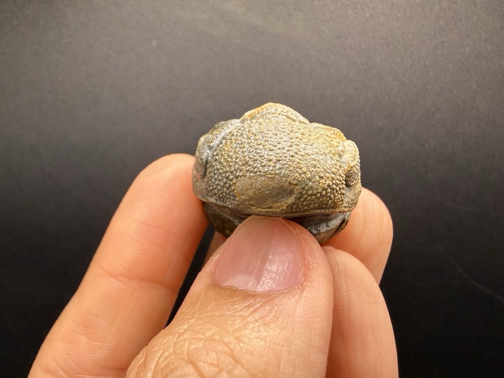 Enrolled Moroccops Trilobite