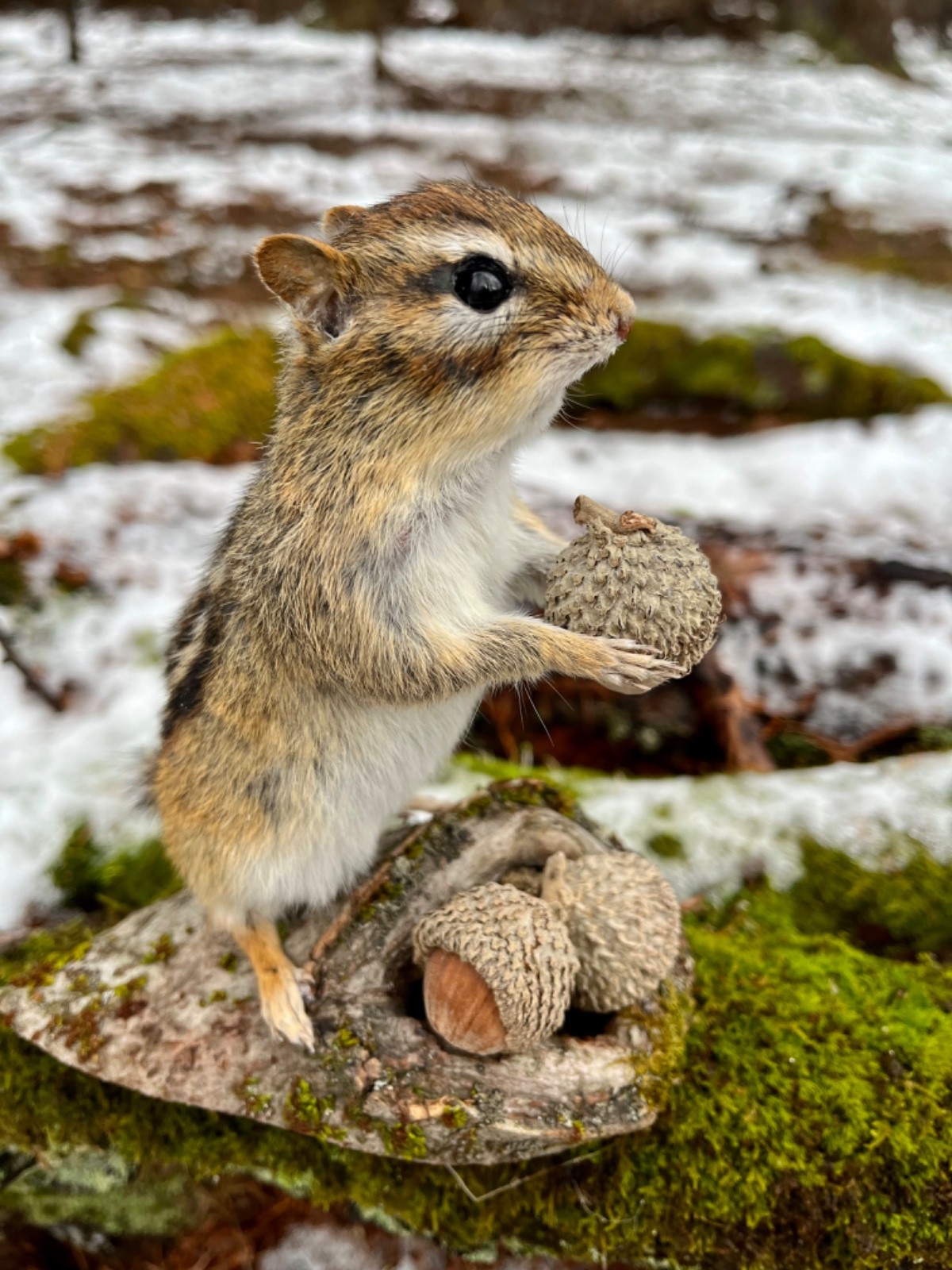 Chipmunk Taxidermy, Eastern Chipmunk Mount, Squirrel Taxidermy, Nature,Gift! NEW