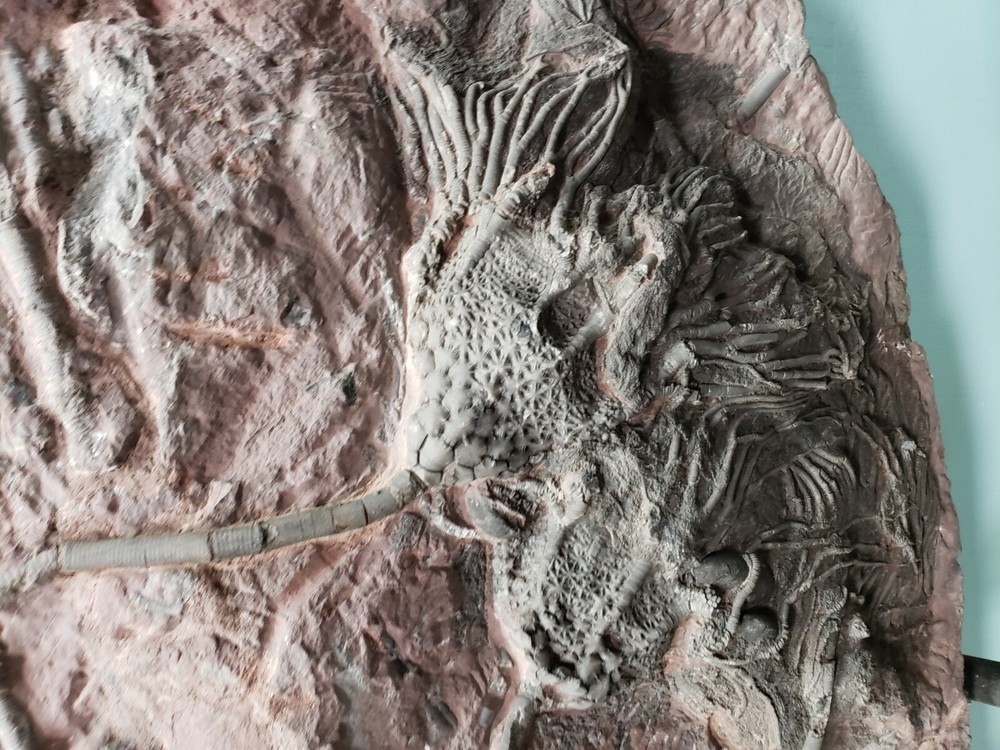 Scyphocrinus Crinoid Morocco Mortality Plate