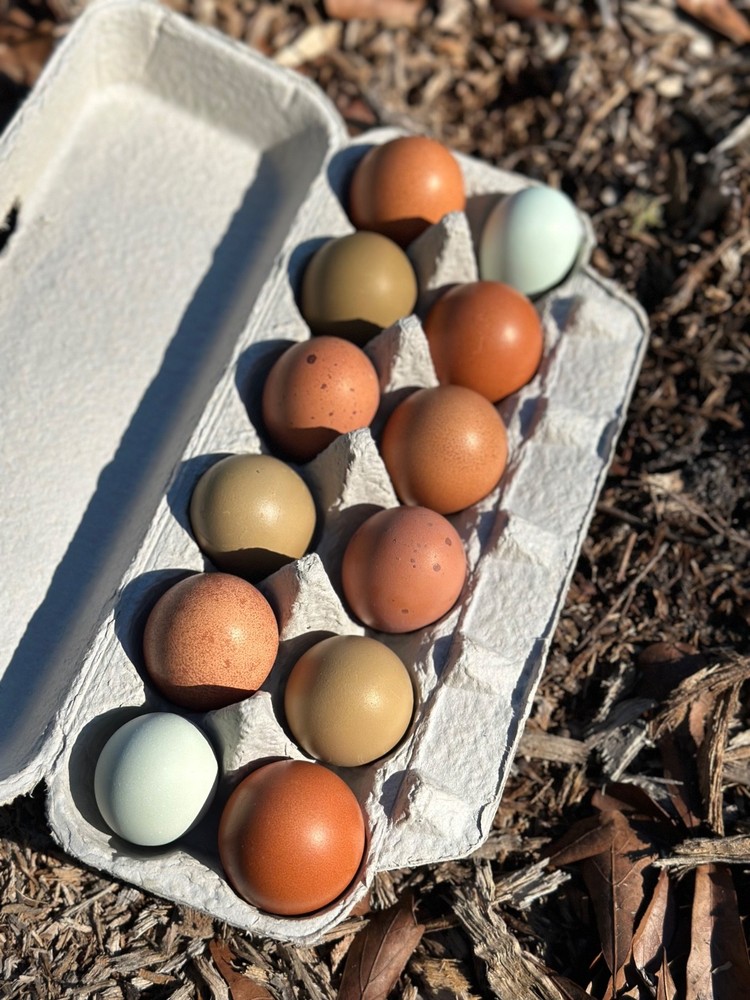 CHASING THE RAINBOW - 12 Olive Egger Hatching Eggs NPIP Certified, AI clean