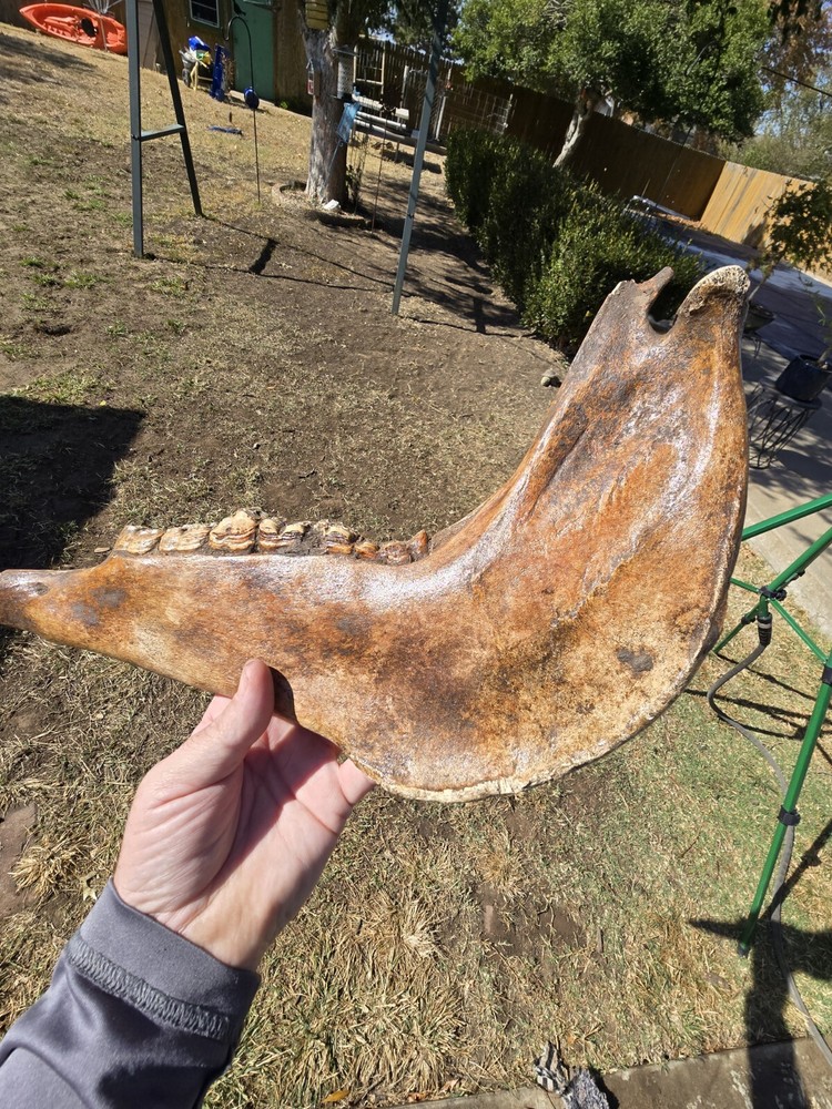 Nice Horse Jaw !