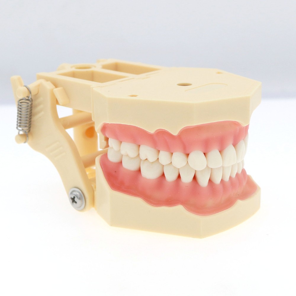 Frasaco AG3 Compatible Typodont 32 Type Screw-In Teeth & Restorative Simulation