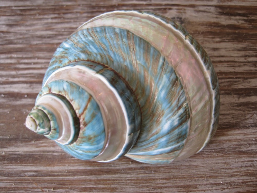 Green Banded Snail Shell, Turbo Shell, Seashells, Polished Shell
