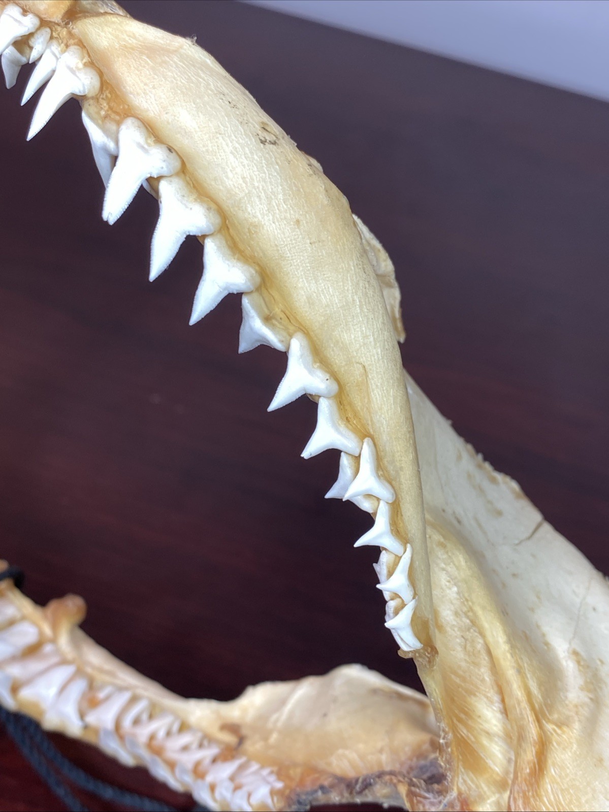 Vintage Bull Shark Jaw Taxidermy 4 Rows Of Teeth 9.5” Wide x6.25” Nautical Decor