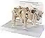 Human Humerus Bone Model Left