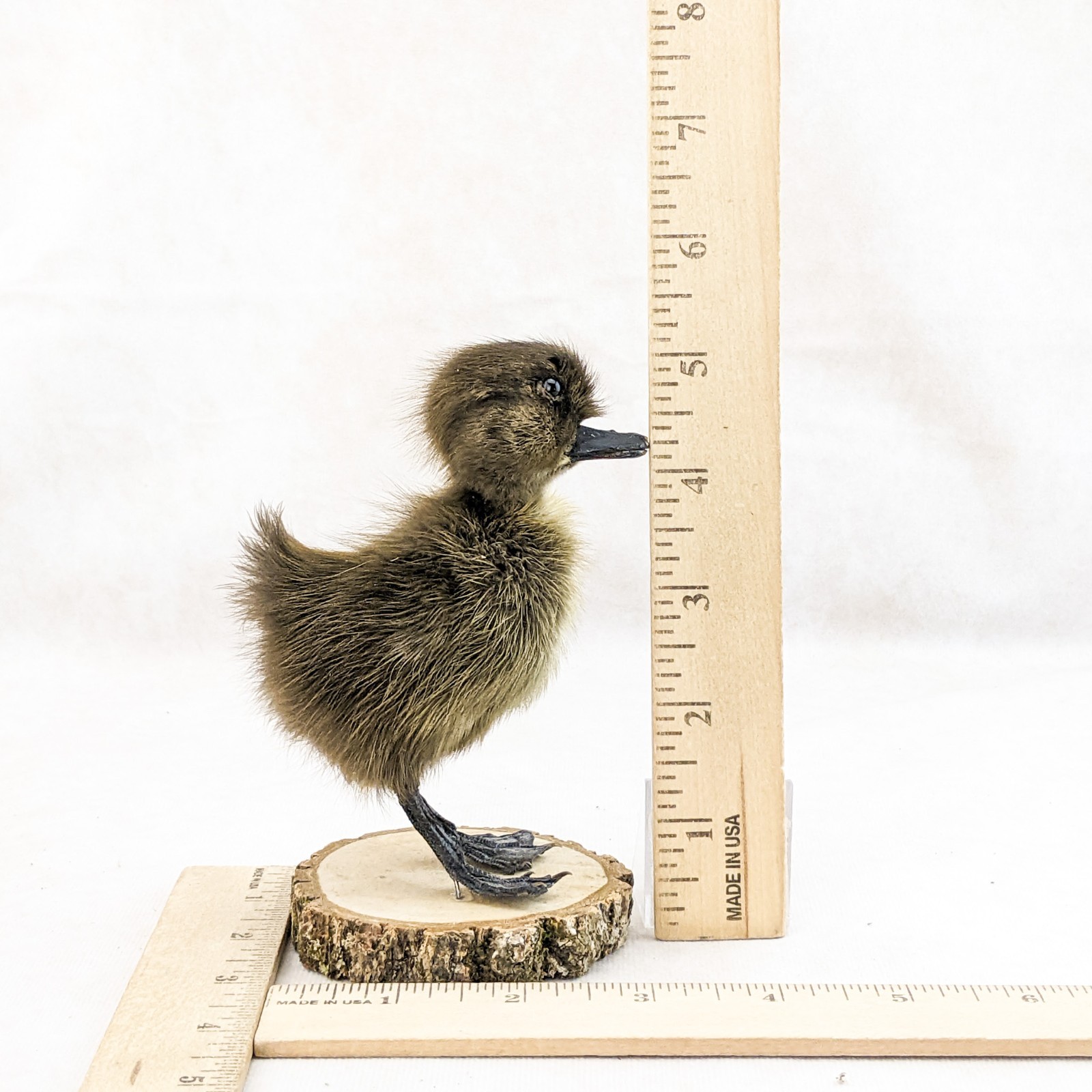 Domestic Duck (NATURAL DEATH) on wood standing Baby Duck taxidermy oddities