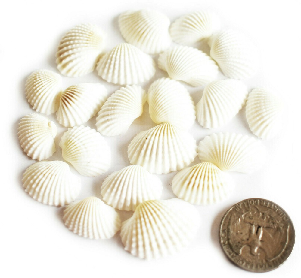 200 Tiny White Ark Shells Seashells (1/2"-3/4") Beach Wedding Hobby Crafts