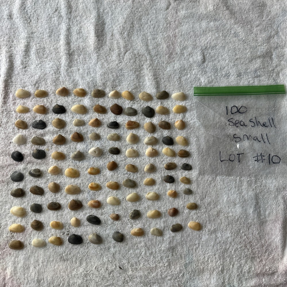 Sea Shells Space Coast Florida Small Qty 100