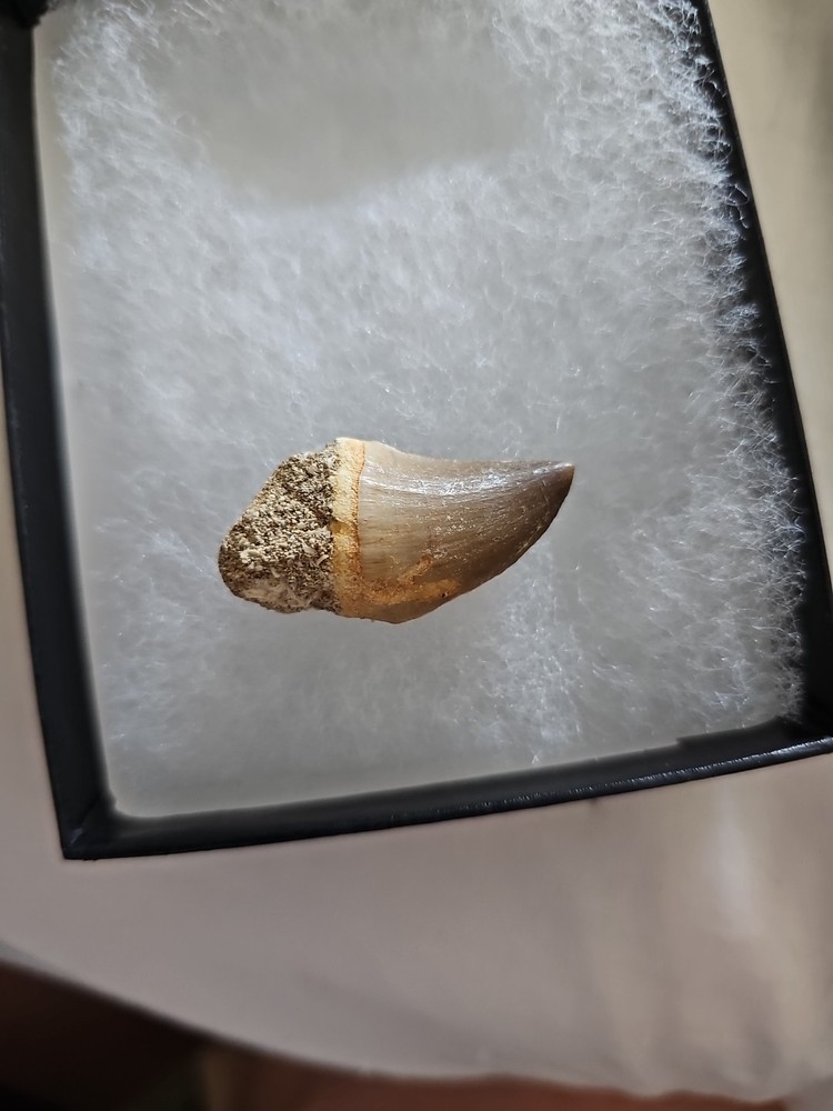 Medium Size Mosasaurus Tooth