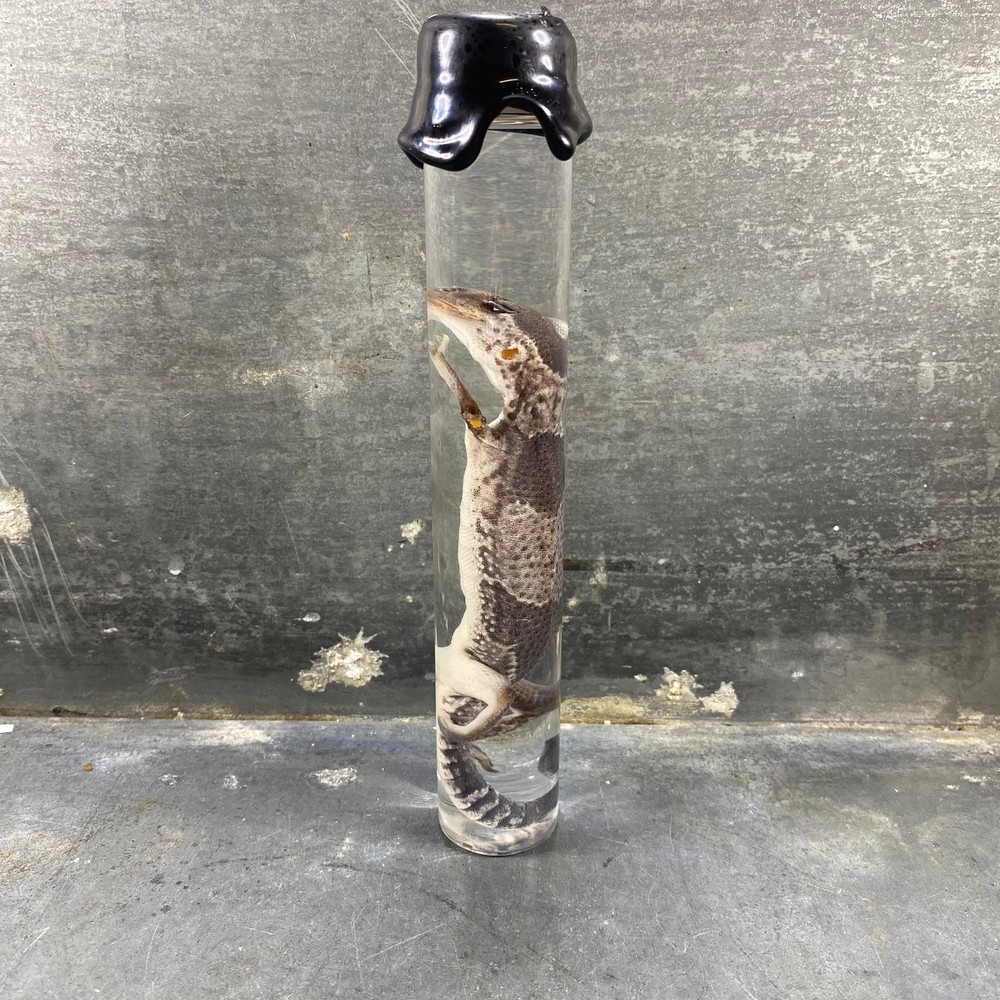 #7 - Leopard Gecko Wet Specimen (Eublepharis Macularius)