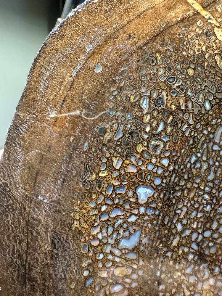 Dinosaur bone rough **hxtled partial vertebrae end cut.