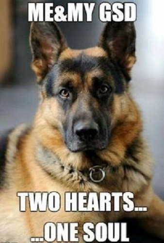 German Shepherd refrigerator magnet 2 1/2 x 3 1/2