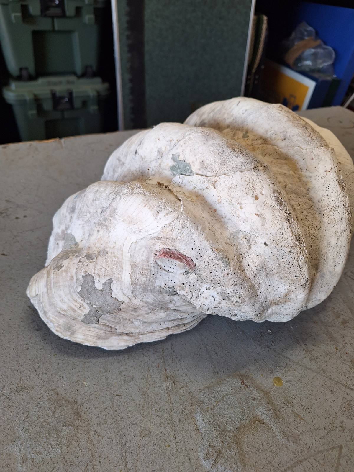 Giant Natural Clam Shell 23 Lbs 19-1/2” Wide Authentic Shell