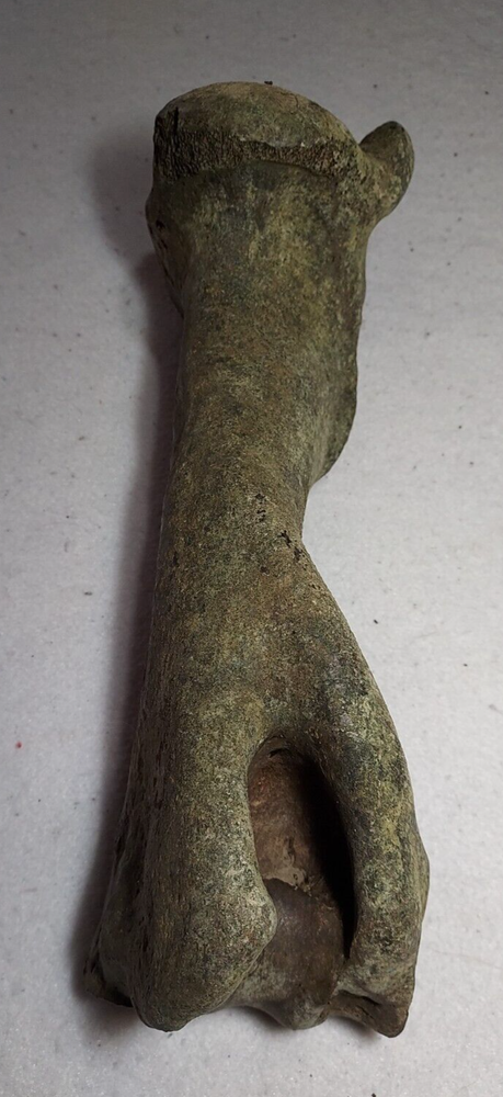 Bison Right Humerus Bone Fossil from Ice Age
