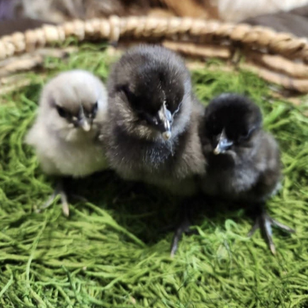 12+ BBS Fibrocana Hatching Eggs!! BLUE EGGS