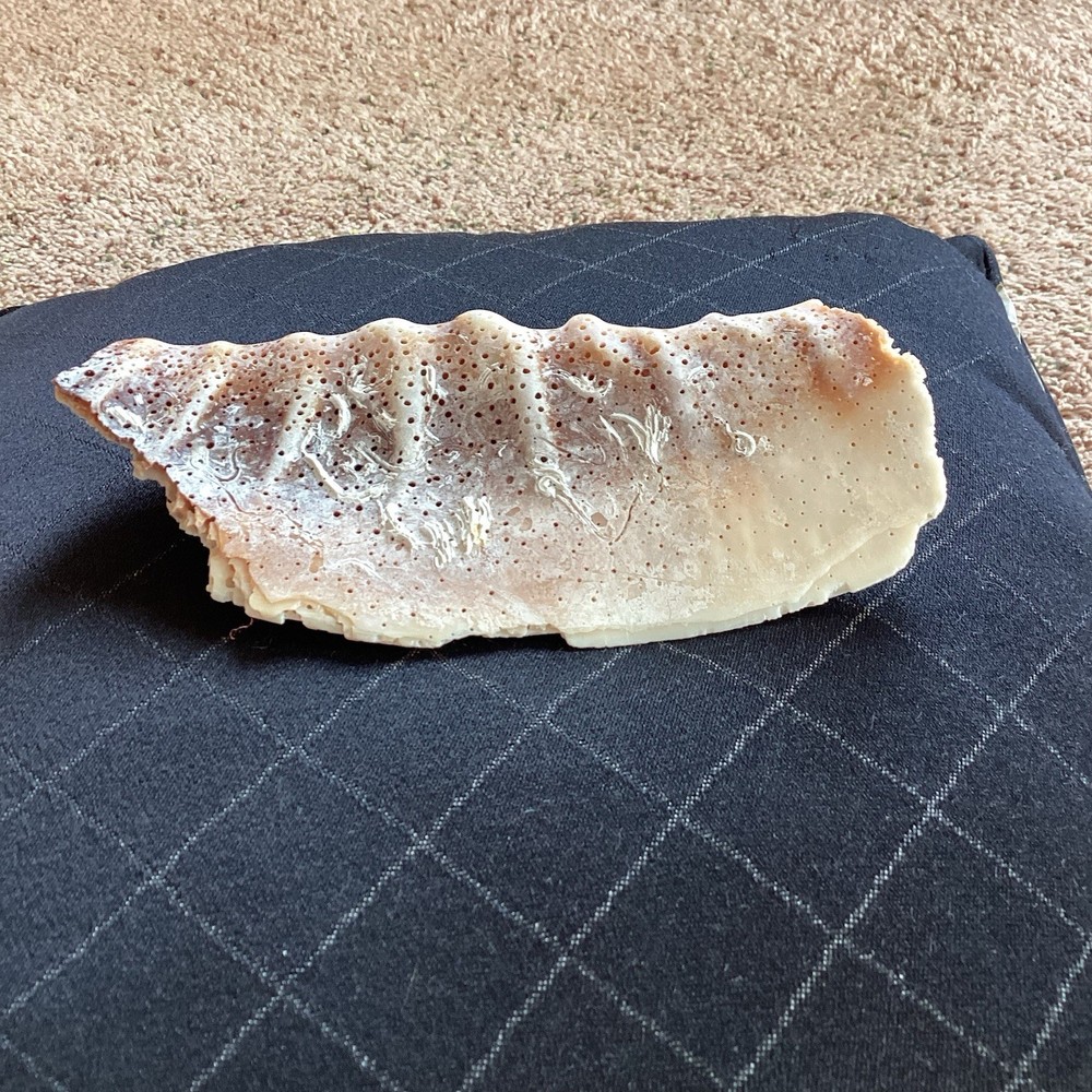 Piece Of Large Shell 7” Long