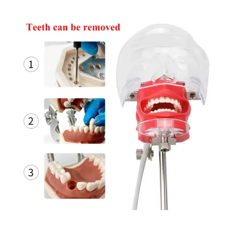 Dental Head Model Simulator Manikin Phantom With Bench Mount 28Pcs Teeth
