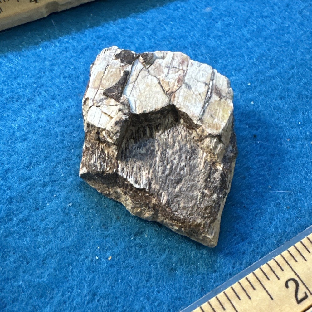 Allosaurus Extinct Dinosaur Bone Fossil with Display Case