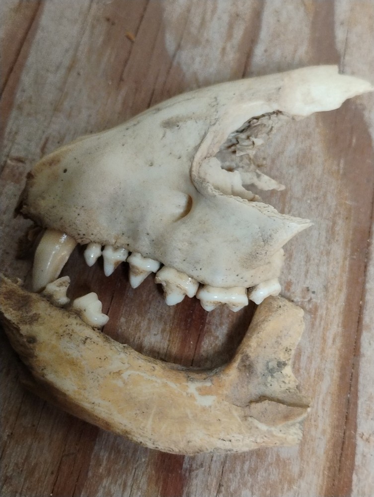 Partial Animal Skull & Jaw Bone Set