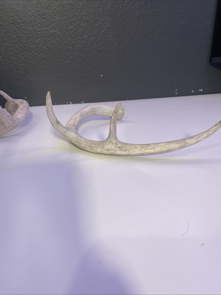 Whitetail Deer Antlers