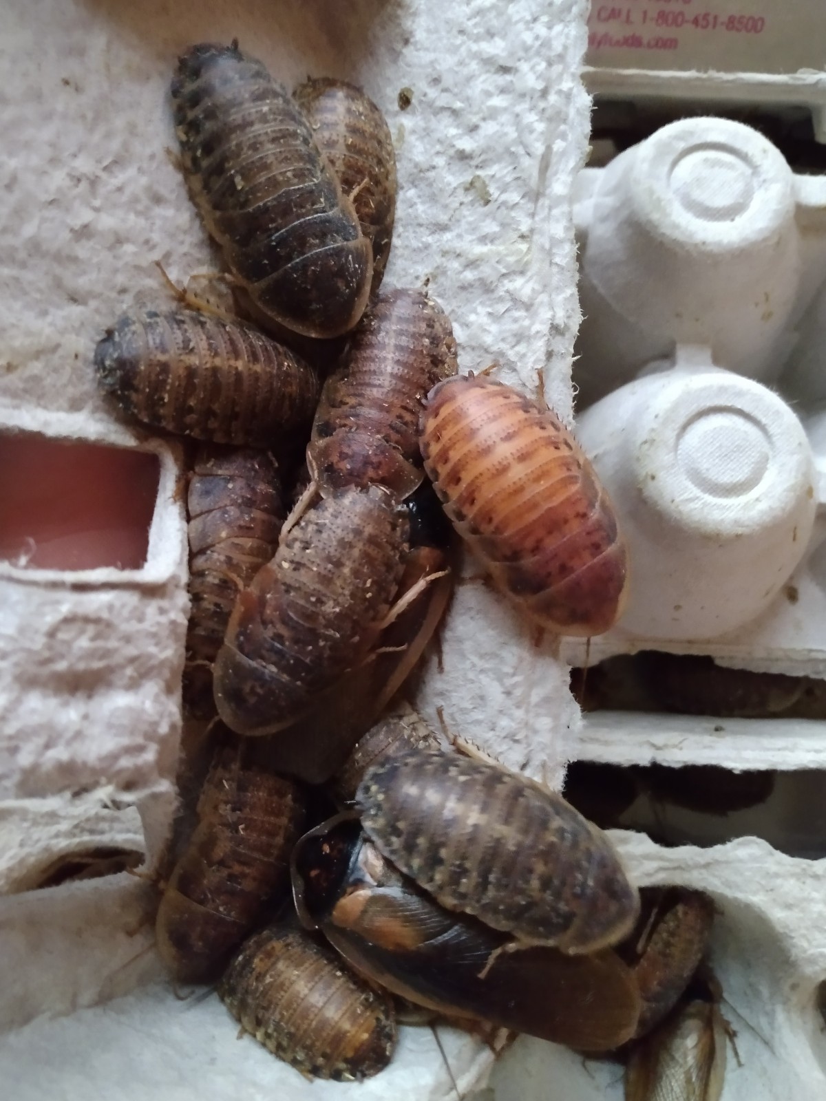 100+ Mix of Large and Extra Large Dubia Roaches for Reptiles/Exotic Pet Food!