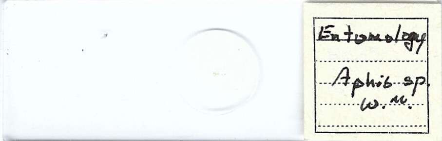 Aphis sp. w.m. Microscope Slide